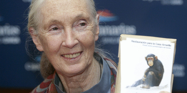 Jane Goodall zendu da, txinpantzeen lagun handia