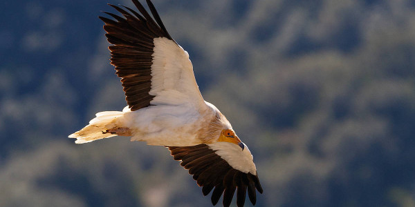 Sai zuria, arriskuan den zeruetako altxorra