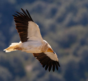 Sai zuria, arriskuan den zeruetako altxorra