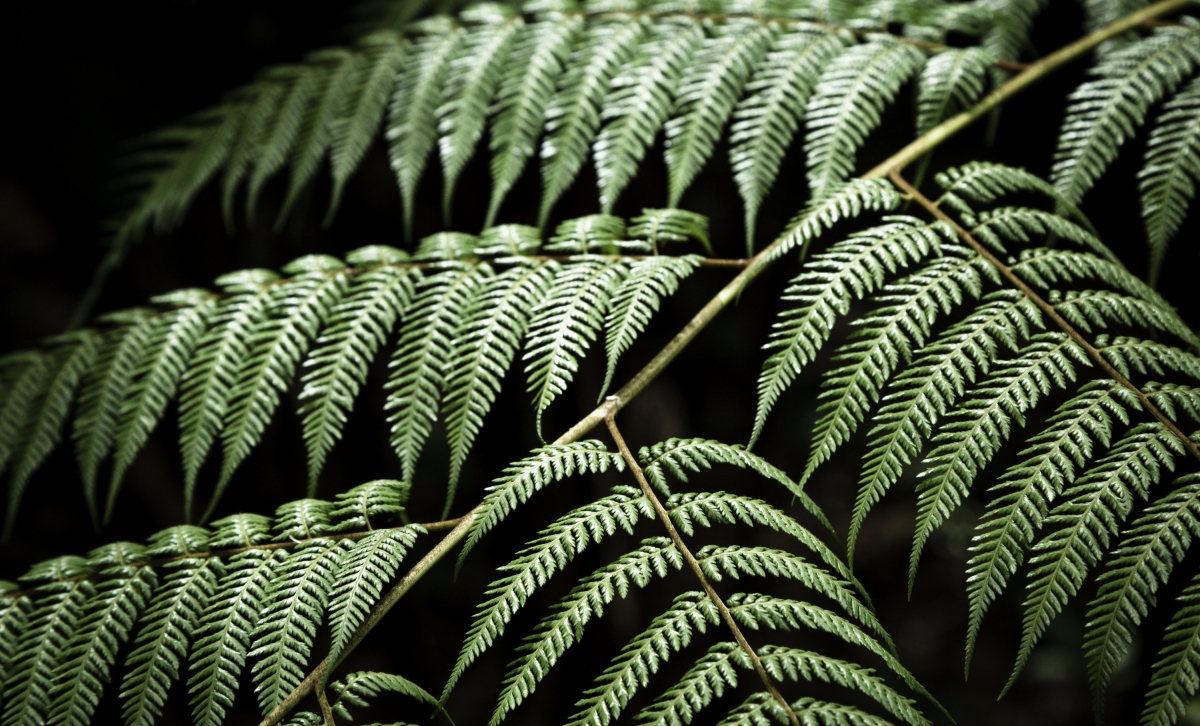 Geometria fraktala: errepikapena, infinituraino