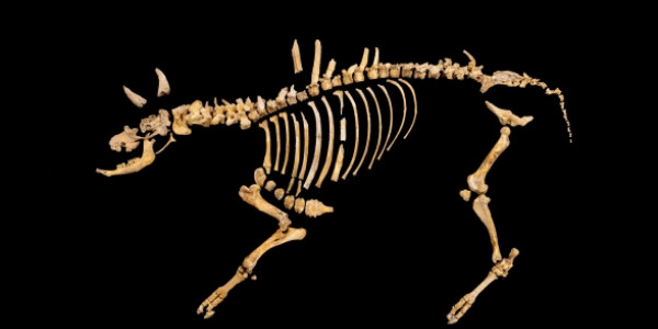 Duela 4.000 urteko bisonte baten hezurdura aurkitu dute Urbasan