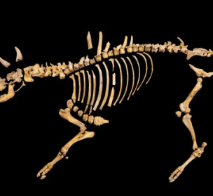 Duela 4.000 urteko bisonte baten hezurdura aurkitu dute Urbasan