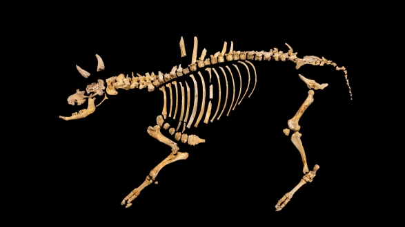 Duela 4.000 urteko bisonte baten hezurdura aurkitu dute Urbasan