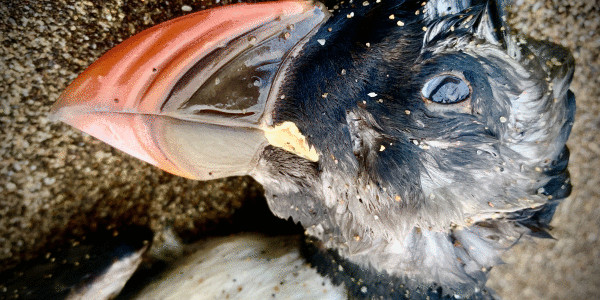 Ehunka lanperna-musu iritsi dira kostaldera; gehienak hilda agertu dira hondartzetan