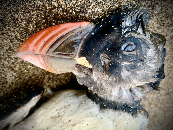 Ehunka lanperna-musu iritsi dira kostaldera; gehienak hilda agertu dira hondartzetan