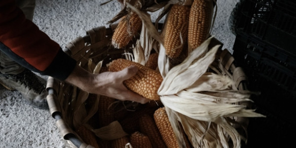 Nafarroa iparraldean, baserriz baserri, arto hazi zaharrak identifikatu ahal izan dituzte