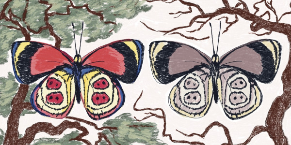 Tximeleten kolorea apaldu egin dela ondorioztatu du nazioarteko ikerlari talde batek