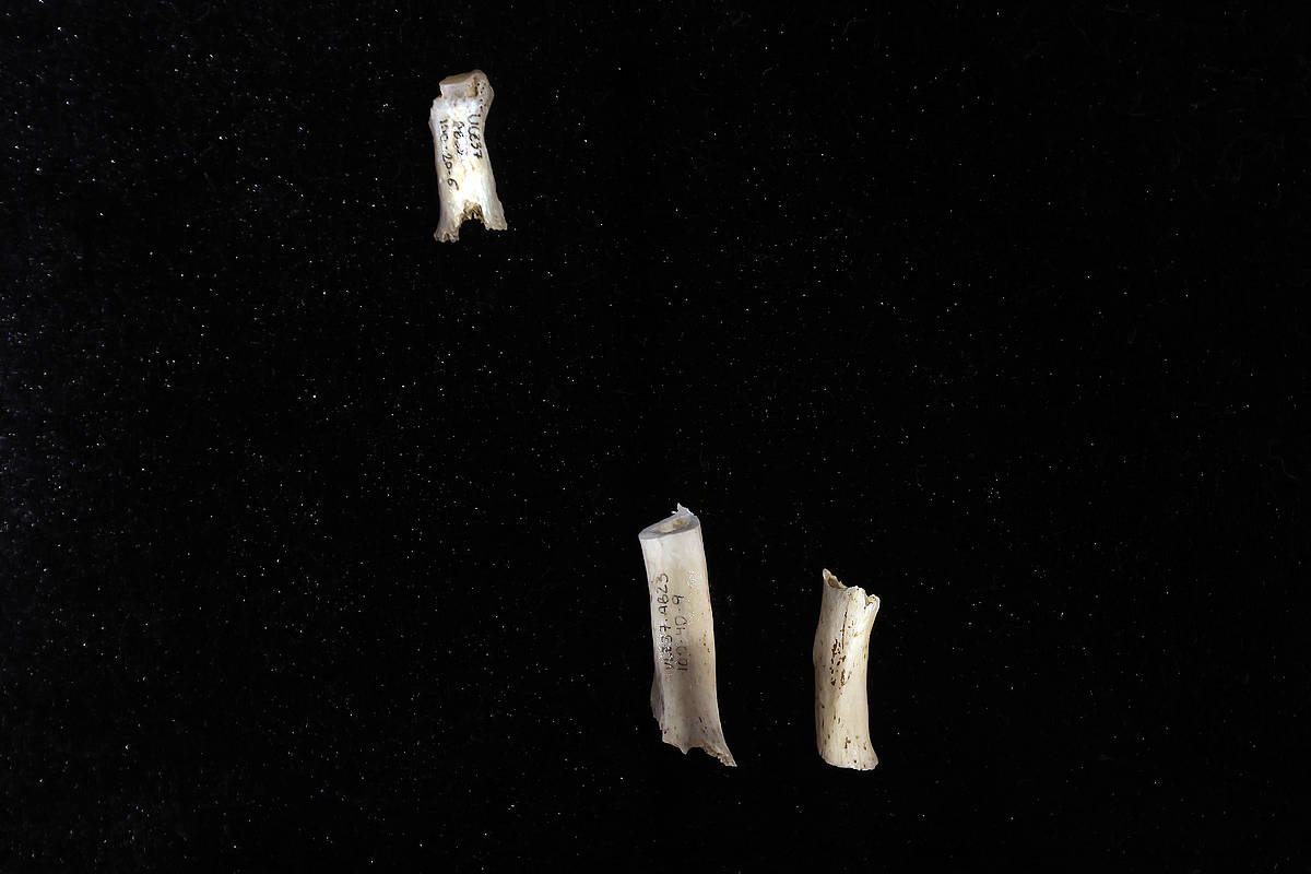 Nafarroan orain arte aurkitutako giza aztarnarik zaharrenak topatu dituzte kobazulo batean