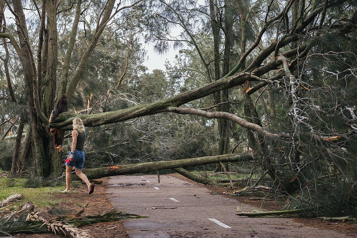 Australiako arbolen heriotza tasa bikoiztu egin da 1980tik