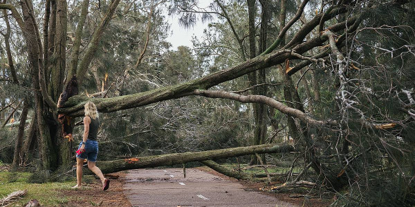 Australiako arbolen heriotza tasa bikoiztu egin da 1980tik