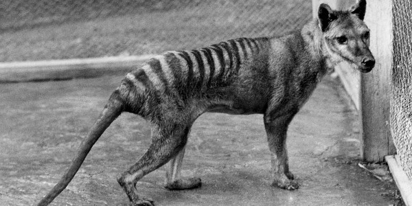 Tasmaniako tigrea «berpiztu» nahi dute ingeniaritza genetikoa erabiliz