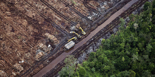 Deforestazioaren aurkako araudia onartu du Europak