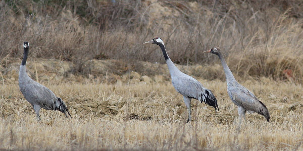 Kurriloa ('Grus-Grus')