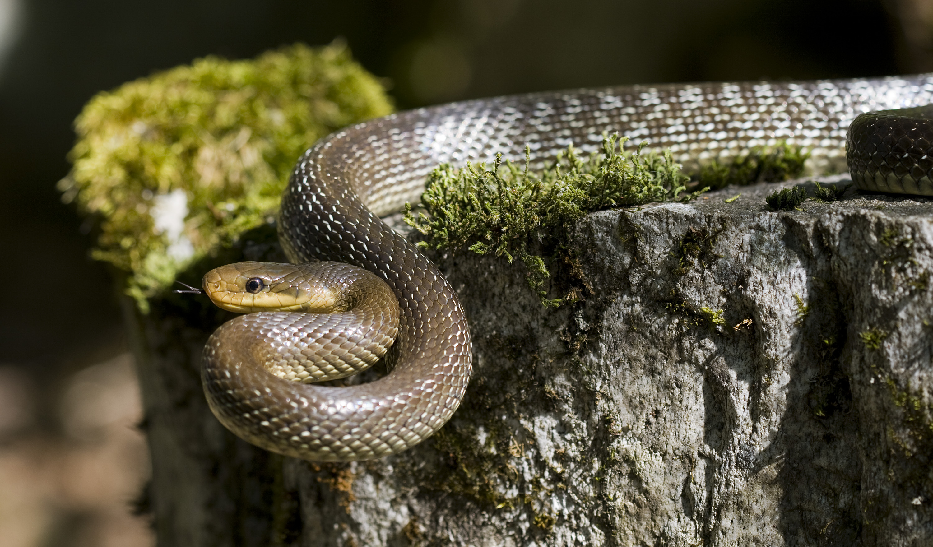 Eskulapioren sugea ('Zamenis longissimus')