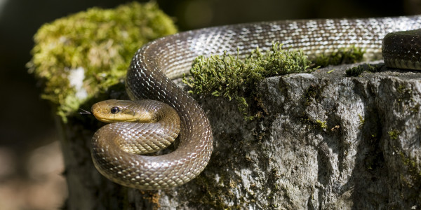 Eskulapioren sugea ('Zamenis longissimus')