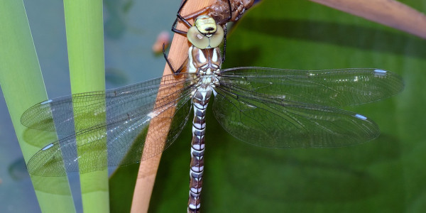 Burruntzia
