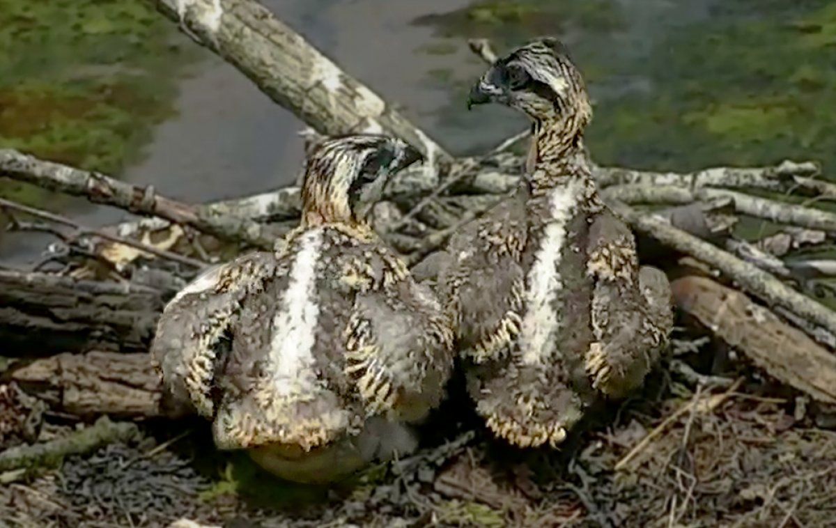 Bi txitek tamaina handia zuten jada, eta horrek zaildu egiten zion haien amari haiek babestea. URDAIBAI BIRD CENTER