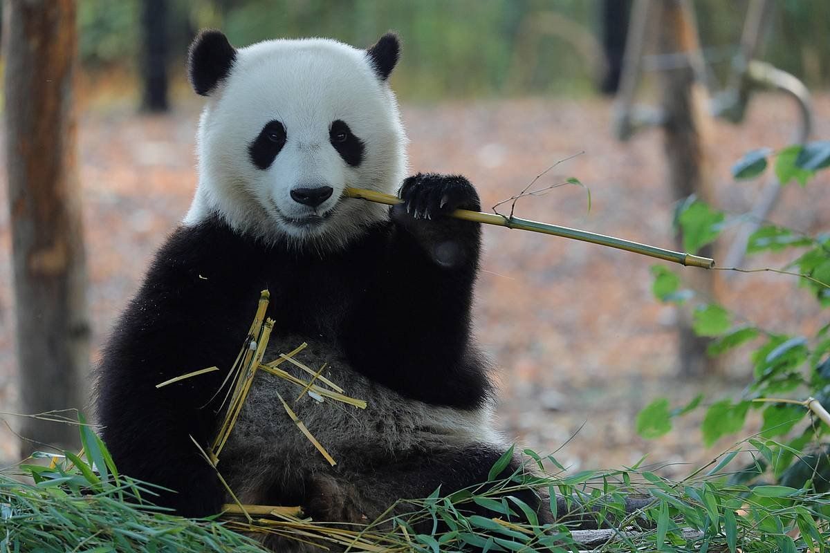 Panda hartz bat banbua jaten. BENOIT BOUCHEZ, EFE