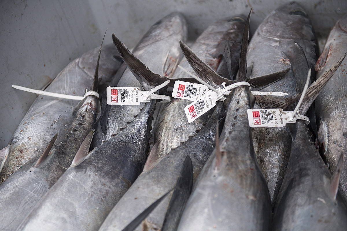 Hegaluzearen kanpaina eten da gaur gauerdian. GORKA RUBIO / @FOKU