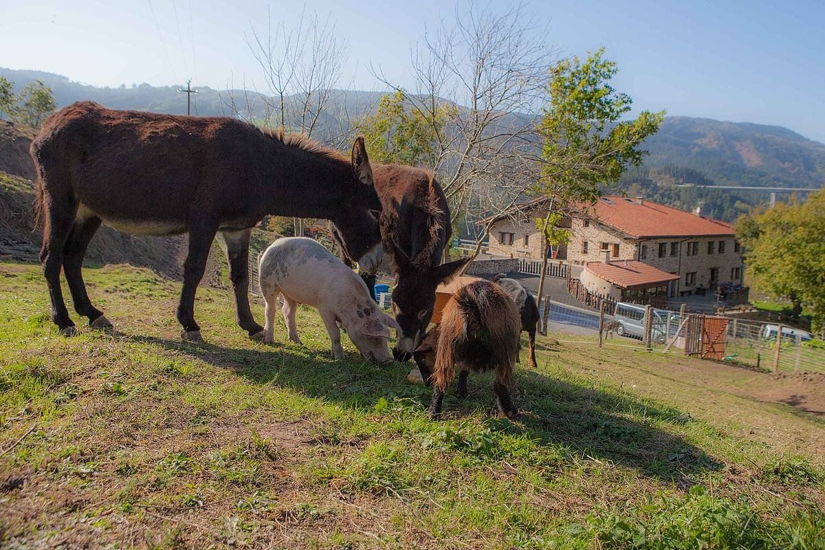 Gorosarri landetxea. NEKATUR / BESTEAK