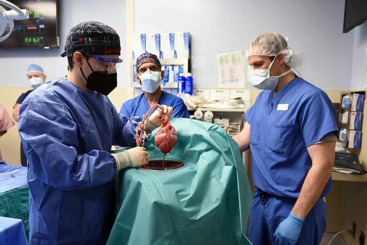 Txertaketa egin duen taldeko buru Muhammad M. Mohiuddin (erdian), taldekide batek zerri transgenikoaren bihotzari eusten diola, joan zen ostiraleko ebakuntzan. UNIVERSITY OF MARYLAND SCHOOL OF MEDICINE / EFE