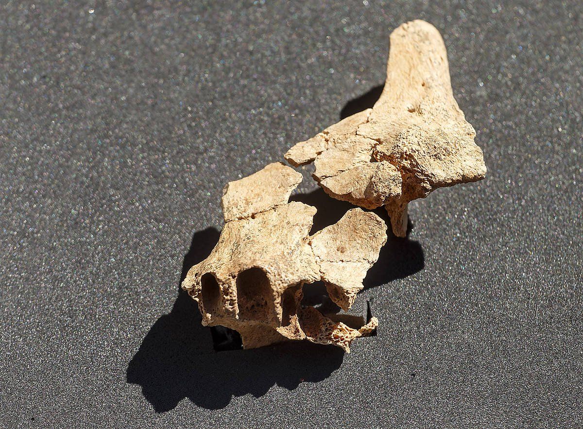 Europako hominidorik zaharrenaren aurpegiko fosil bat aurkitu dute. SANTI OTERO / EFE