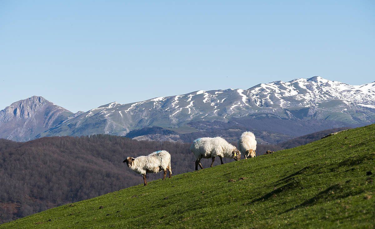 Azienda Aralar mendikatean. ANDONI CANALLEDA /FOKU