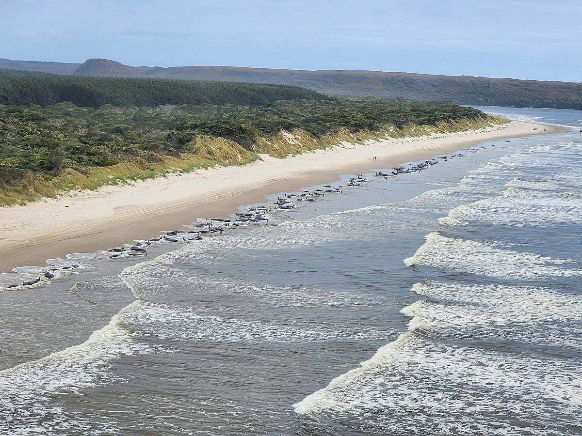 Macquarie badia (Australia), hondartuta agertu diren izurdeez betea, gaur. TASMANIAKO INGURUMEN SAILA