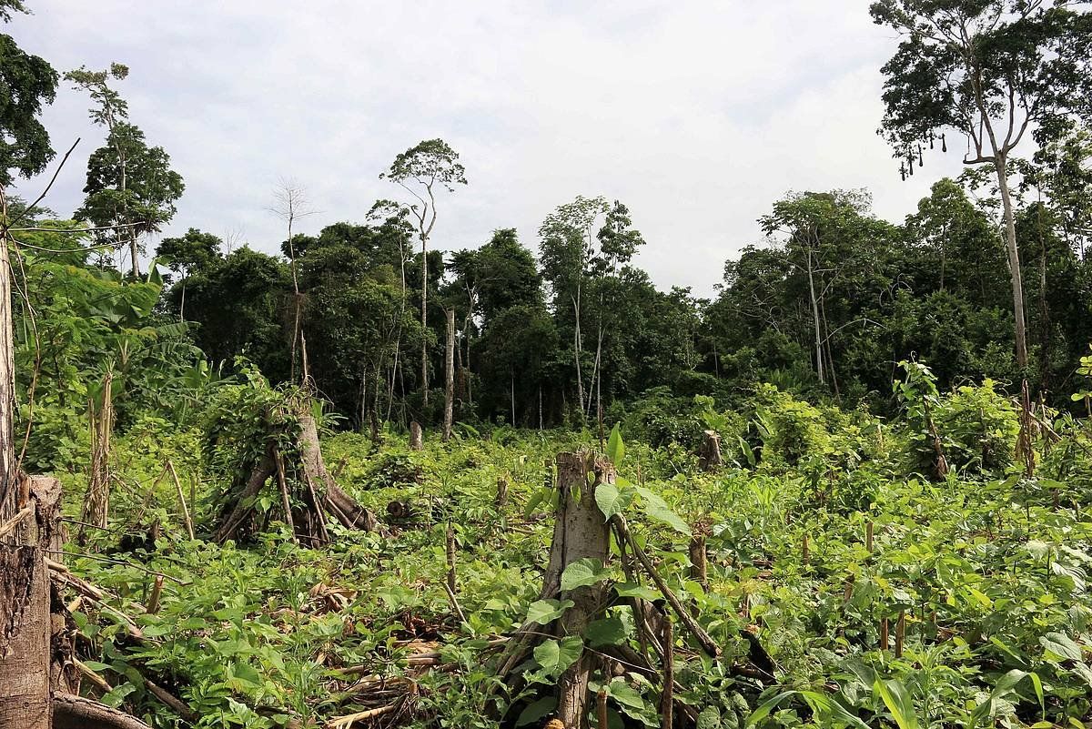 Amazoniako eremu deforestatu bat, artxiboko irudia. PROéTICA