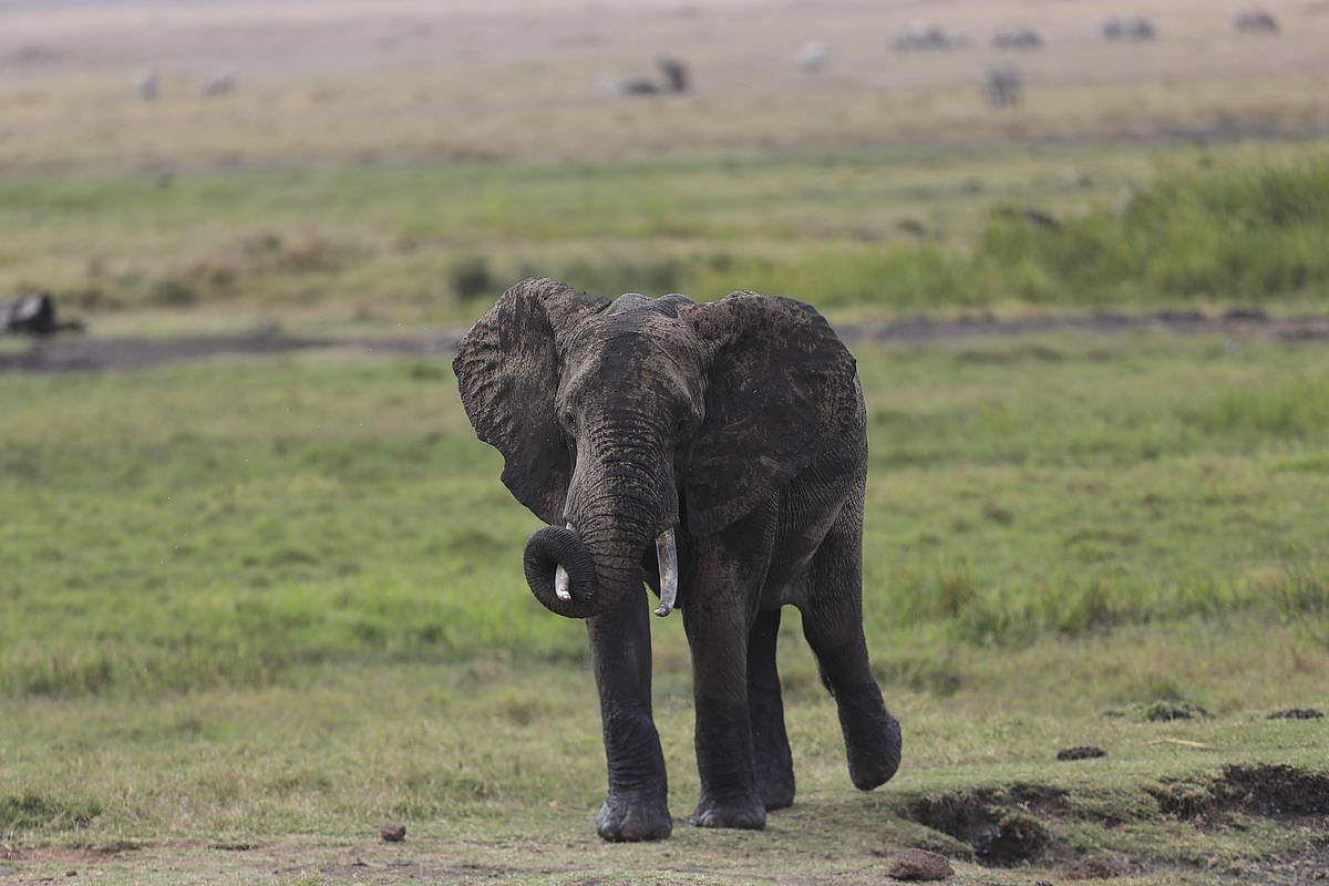 Elefante gazte bat, Merun (Kenya). DANIEL IRUNGU / EFE