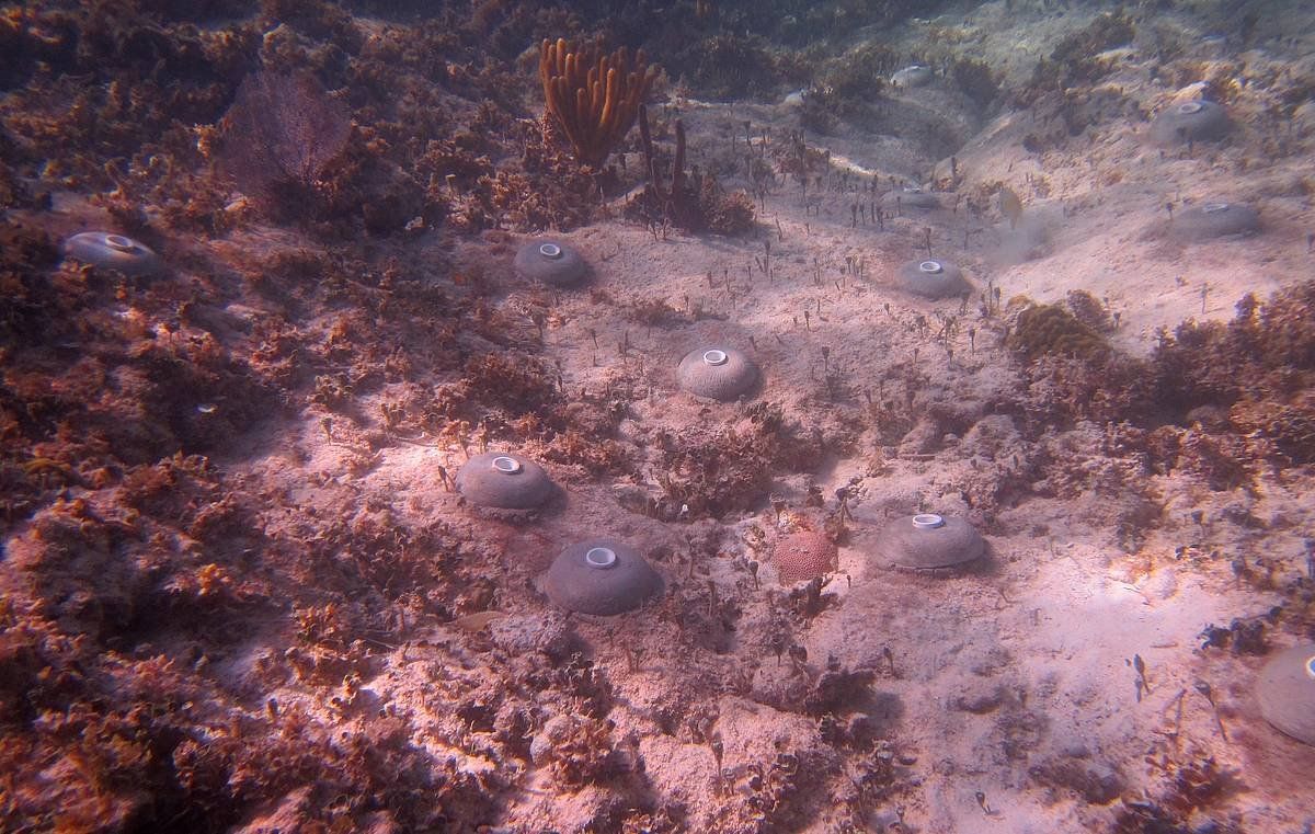Mexikoko koral arrezifeak kaltetuta daude turismoarengatik, artxiboko irudia. OCEANUS