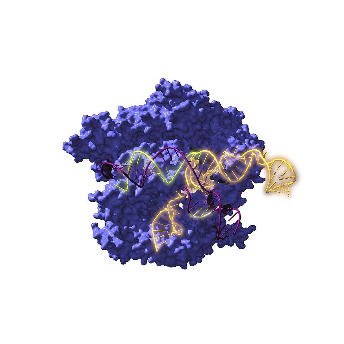 Cas9 entzima endonukleasa DNA objektiboaren gainean jarduten. ANTONIO REIFS / CIC NANOGUNE