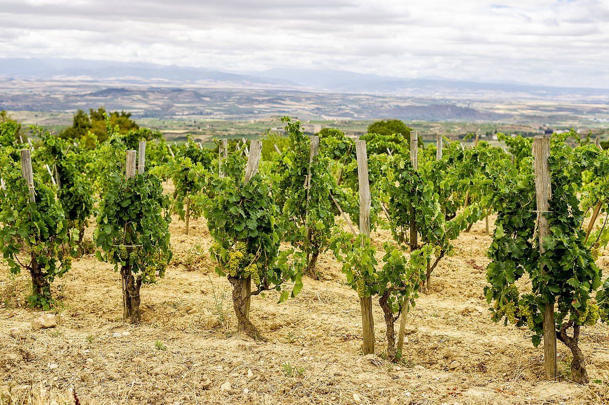 Mahastiak Bastidan, iazko abuztuaren erdialdean. JAIZKI FONTANEDA/FOKU