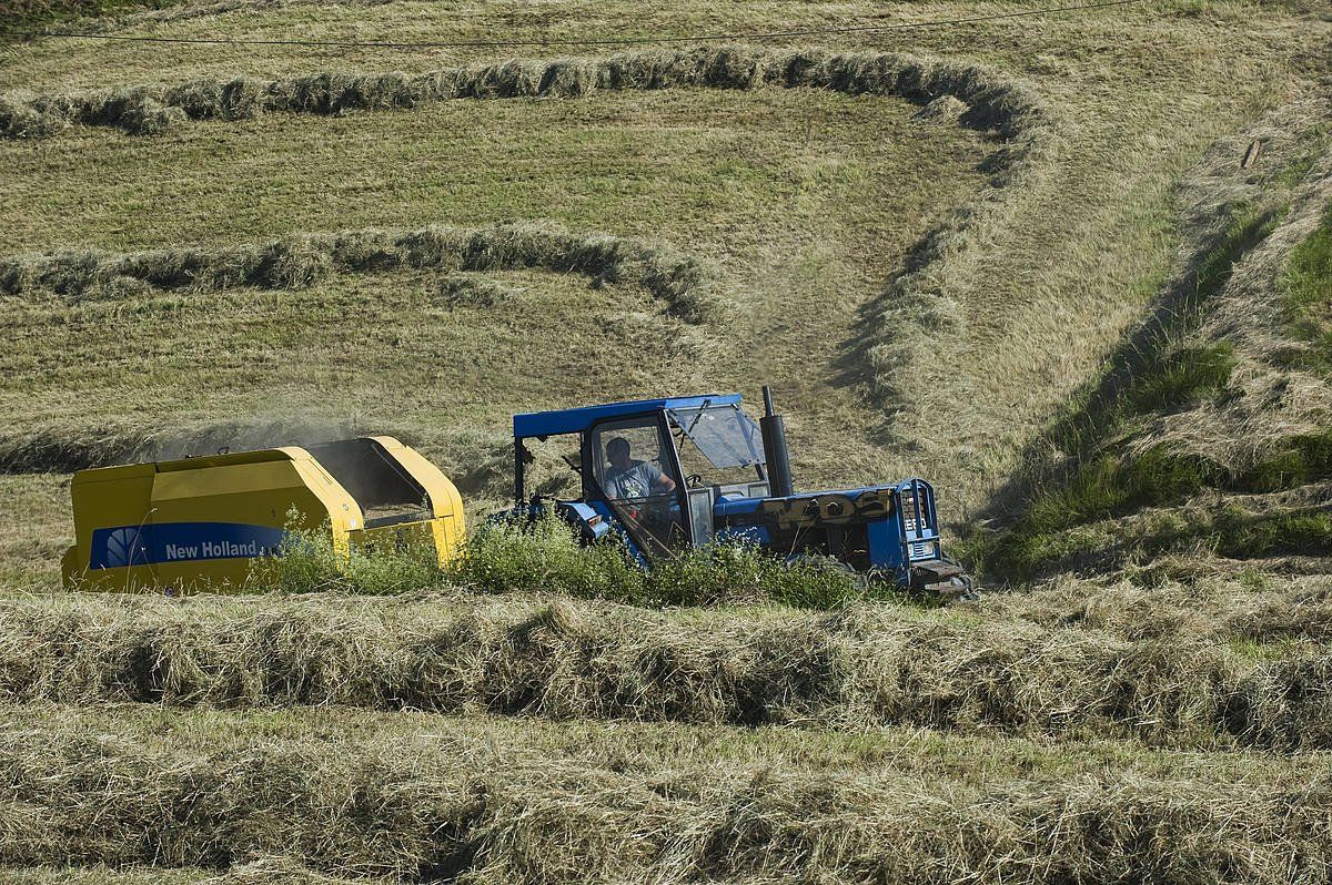 Belar mozketaren artxiboko irudia, Errigoitin (Bizkaia). LUIS JAUREGIALTZA / FOKU