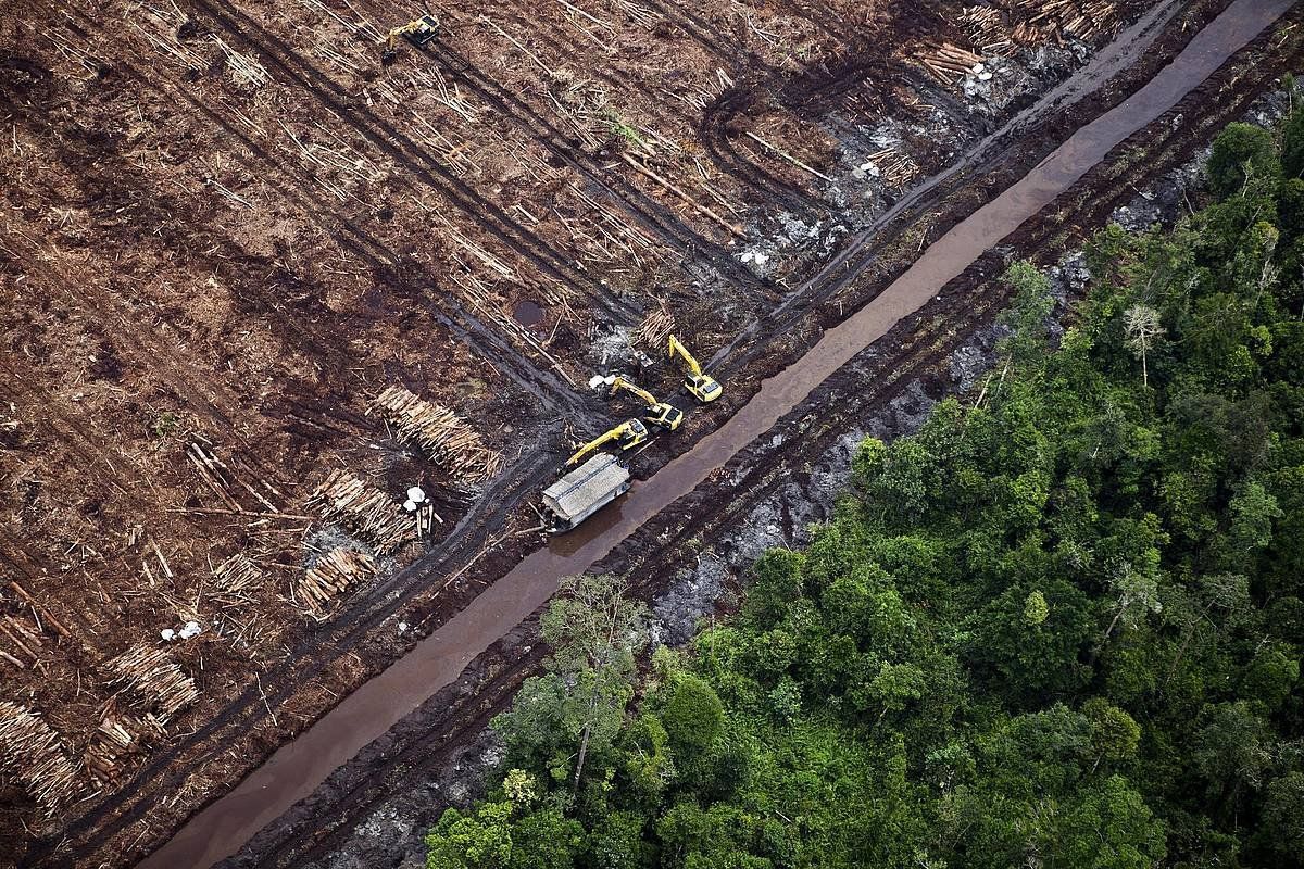 Paper industriako enpresa batek deforestatutako eremu bat, Indonesian. KEMAL JUFRI, EFE