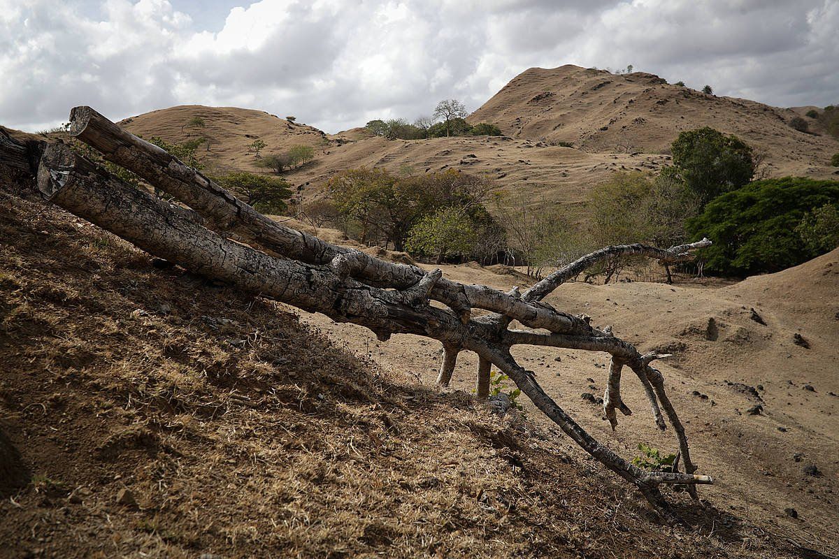 'El Niño' fenomenoa nabaritzen hasia da Panamako Azuero mendietan. BIENVENIDO VELASCO, EFE