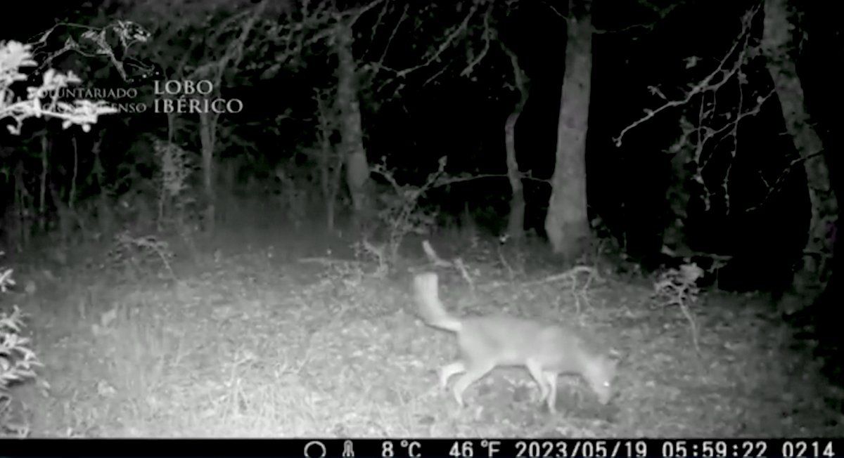 Araba eta Burgos artean grabaturiko urre koloreko txakala. PROYECTO LOBO