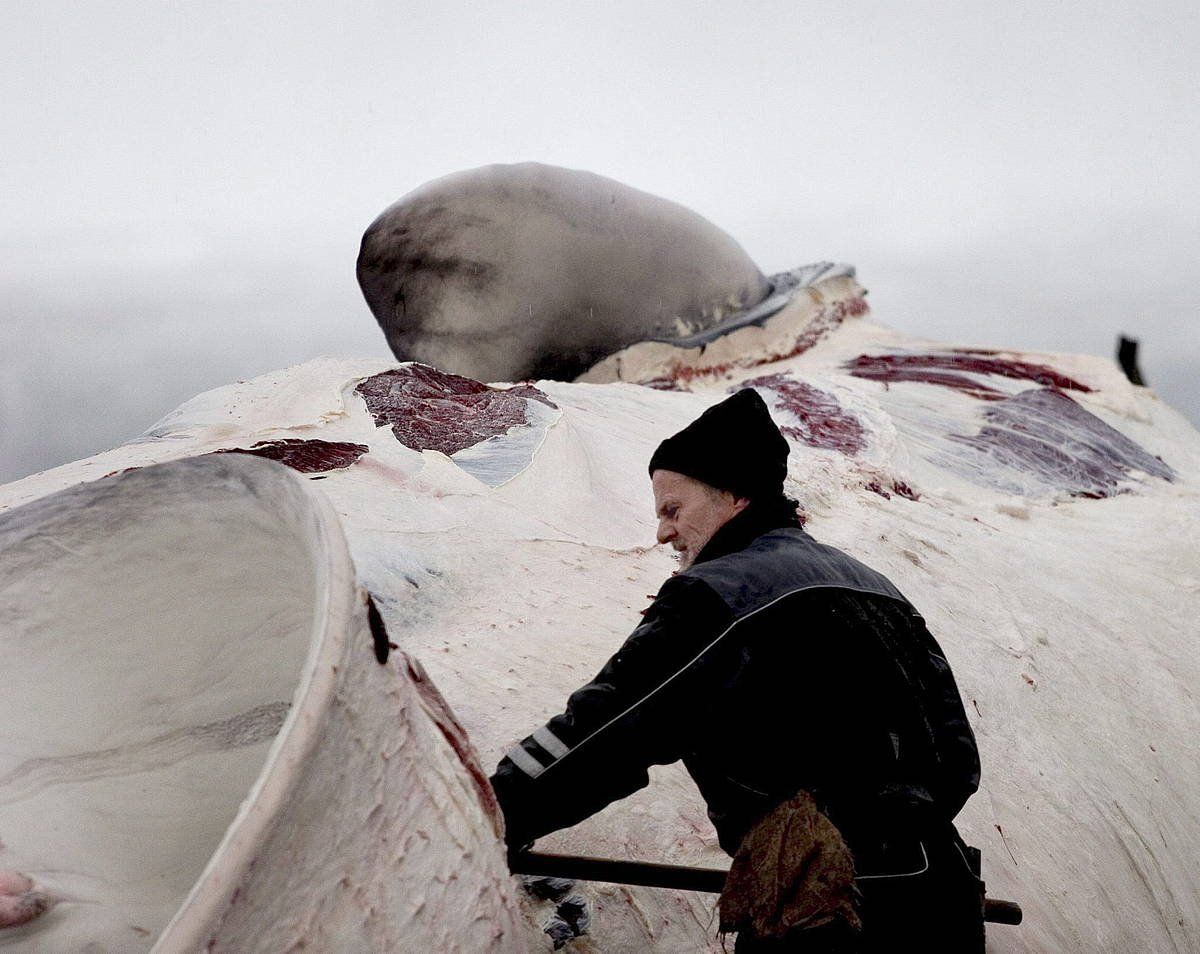 Balea bat, Reikiavikeko Whalefjord estazioan. Artxiboko irudia. GISLI PALL GUDJONSSON / EFE