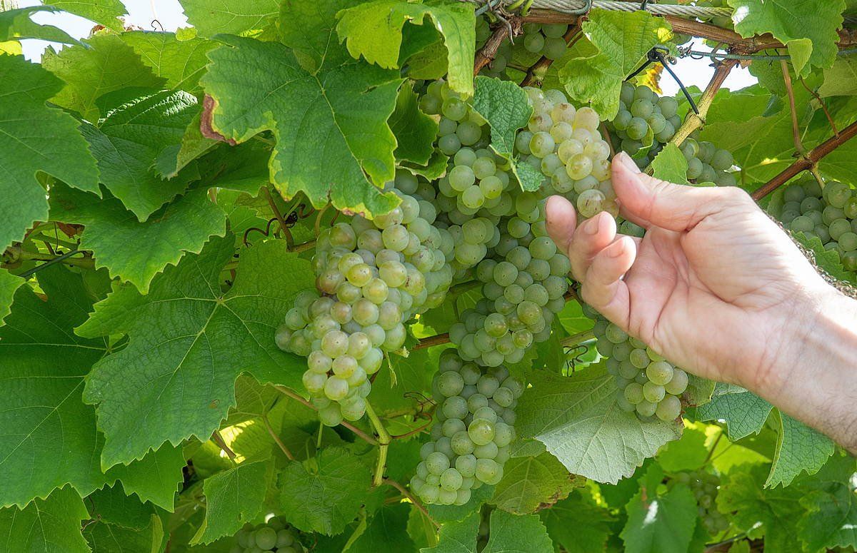 Akarregi Txiki txakolindegiko mahastiak, Getarian. Uzta «ona» espero dute aurten. ANDONI CANELLADA / FOKU