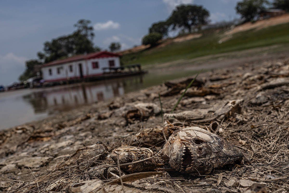 Lehorte gogorrak arrain asko hil ditu aurten Amazonian. Irudian, Rio Negro, Brasilen. RAPHAEL ALVES / EFE