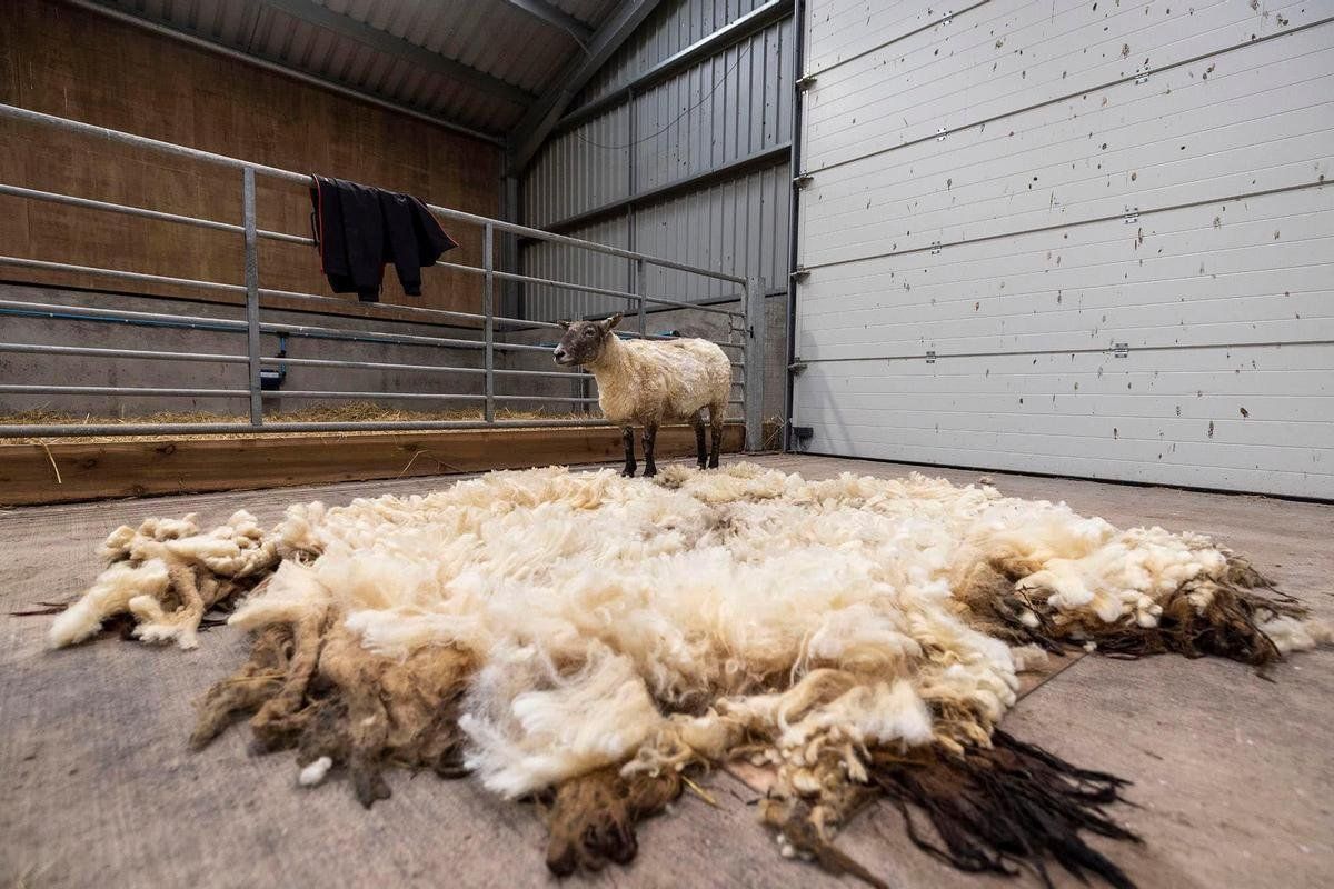 Fionari moztutako artilea. THE SHEEP GAME FACEBOOK ORRIA