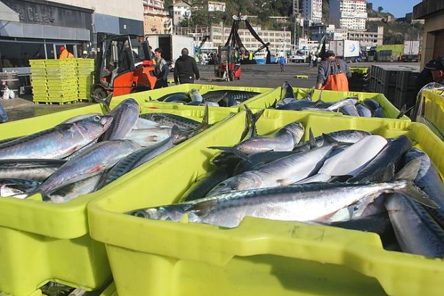Berdela Ondarroako portuan. ASIER ALKORTA