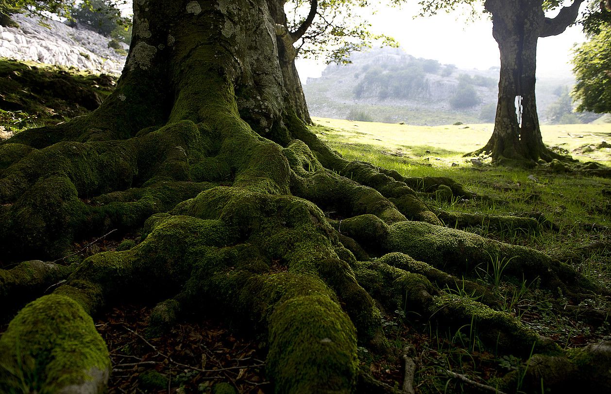 Mundu zabalean, edonon dago goroldioa; irudian, Gorbeiako Natur Parkean. RAUL BOGAJO / ARGAZKI PRESS.