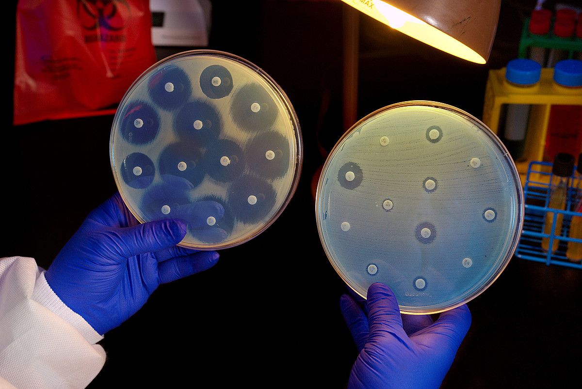 Antibiotikoekiko erresistentzia neurtzeko test bat. Eskuineko diskoan erresistentzia handiko bakterio bat dago. CDC.
