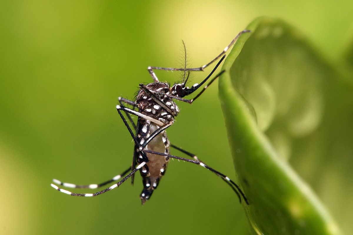Aedes aegypti heldua. MUHAMMAD MAHDI KARIM. Aedes aegypti heldua. MUHAMMAD MAHDI KARIM.