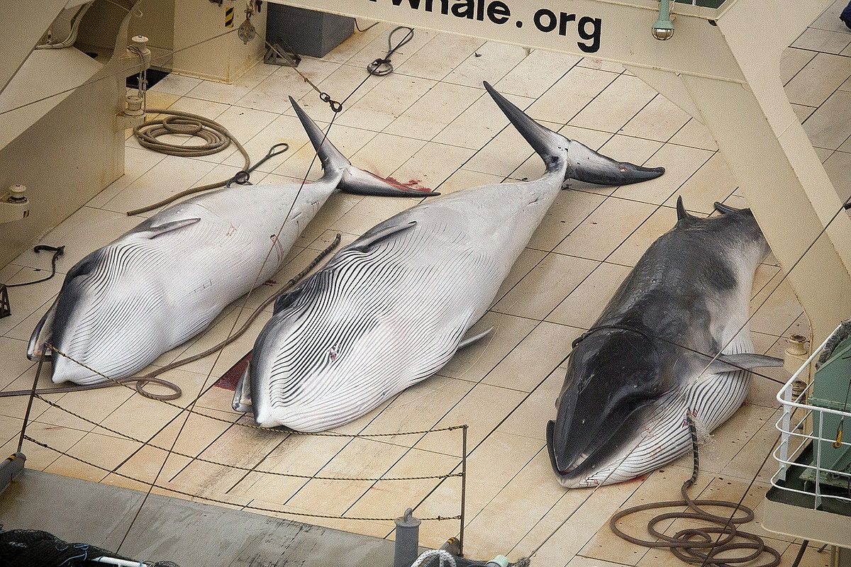 Japoniako Nisshin Maru enpresak ehizatutako hiru balea. TIM WATTERS / EFE.