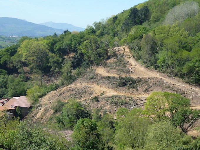 Zuhaitzak ebakita Lourdes Txiki inguruan. HARITZALDE