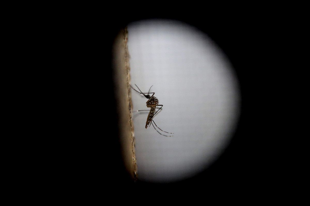 Aedes aegypti eltxoak kutsatzen du zika birusa. ESTEBAN BIBA / EFE.