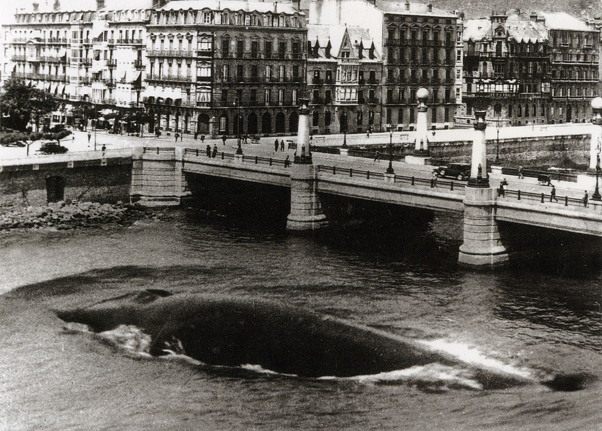Balea bat, Kursaaleko zubiaren ondoan, Donostian. La Voz de España-k argitaratu zuen 1950ean. KUTXA FOTOTEKA. Balea bat, Kursaaleko zubiaren ondoan, Donostian. La Voz de España-k argitaratu zuen 1950ean. KUTXA FOTOTEKA.