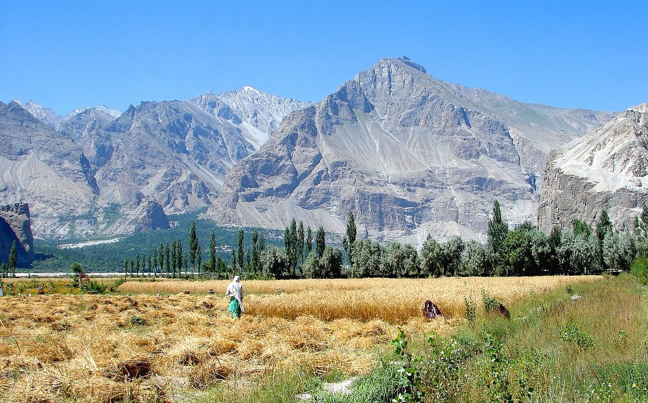 Emakume batzuk soroan lanean, atzean mendiak dituztela. FELIX-BALTISTAN FUNDAZIOA.